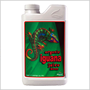 Iguana Juice Bloom